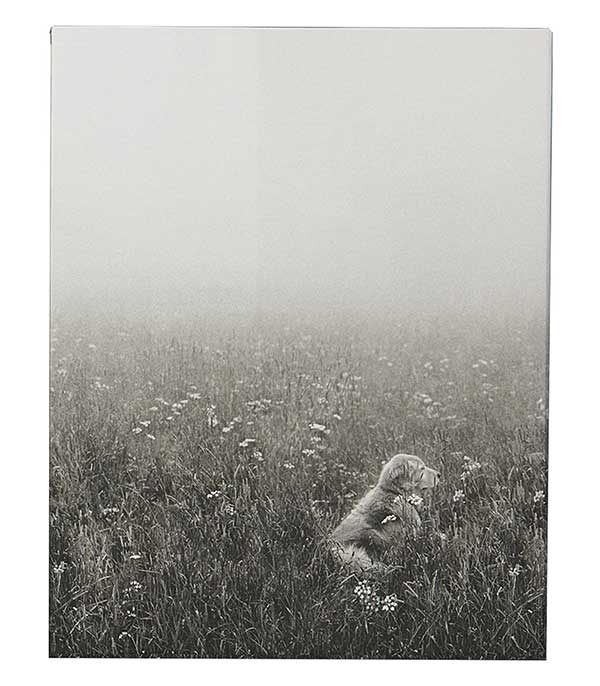 Livre The Golden Retriever Photographic Society Taschen