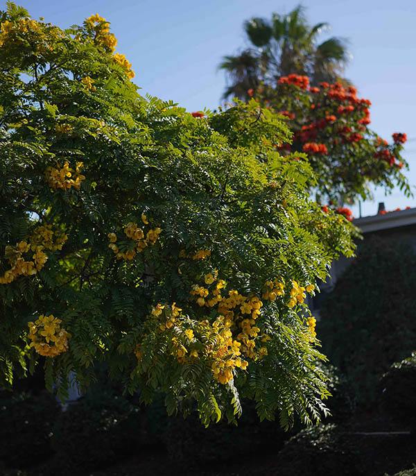 Parfum D'Ambiance #17 The First Morning 50ml Lola James Harper