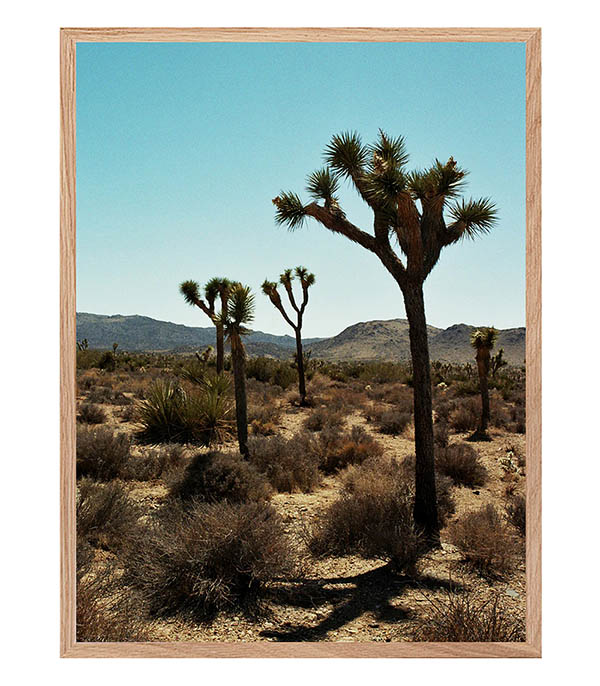 Tableau avec cadre Joshua Tree 60x80cm Lola James Harper