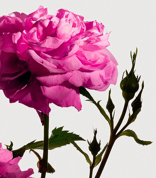 Eau de parfum Radical Rose 100ml MATIERE PREMIERE